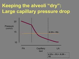 PA Capillary
bed
LA
20
10
15
σ (Πc – Πi) = .8 (30 –
12)
σ (Πc – Πi)
Pressure
(cmH2O)
Keeping the alveoli “dry”:
Large capillary pressure drop
 
