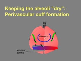 alveolus
vascular
cuffing
Keeping the alveoli “dry”:
Perivascular cuff formation
 