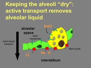 alveolar
space
interstitium
NaCl
Na K
Cl
Keeping the alveoli “dry”:
active transport removes
alveolar liquid
active liquid
transport
Na-K pump
NaCl
transporter
 