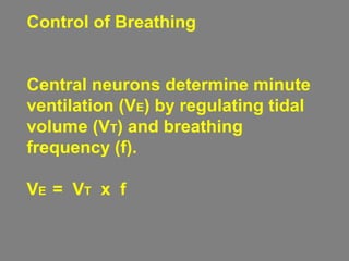 Control of Breathing
Central neurons determine minute
ventilation (VE) by regulating tidal
volume (VT) and breathing
frequency (f).
VE = VT x f
 