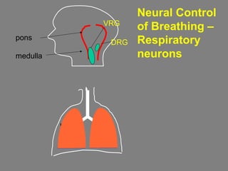 DRG
VRG
pons
medulla
Neural Control
of Breathing –
Respiratory
neurons
 