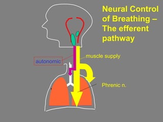 Neural Control
of Breathing –
The efferent
pathway
Phrenic n.
muscle supply
autonomic
 