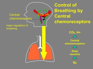 CO2, H+
Control of
Breathing by
Central
chemoreceptors
Central
chemoreceptors
major regulators of
breathing
CO2, H+
Central
chemoreceptors
Resp
neurons
VE
 