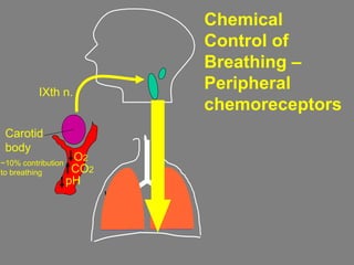 Carotid
body
O2
Chemical
Control of
Breathing –
Peripheral
chemoreceptors
IXth n.
CO2
pH
~10% contribution
to breathing
 