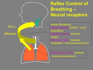 Airway Receptors:
Slowly adapting (stretch - ends
inspiration)
Rapidly adapting (irritants -
cough)
Bronchial c-fiber (vascular
congestion - bronchoconstriction)
Parenchymal c-fiber (irritants
- bronchoconstriction)
Xth n.
Reflex Control of
Breathing –
Neural receptors
afferents
 