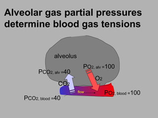 Alveolar gas partial pressures
determine blood gas tensions
flow
CO2
O2
PCO2, blood =40
PCO2, alv =40
PO2, alv =100
PO2, blood =100
alveolus
 