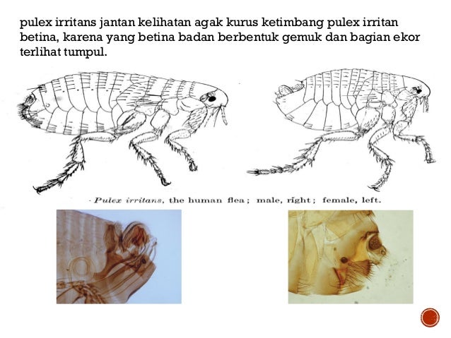 Makalah Xenopsylla Cheopis Contoh Makalah