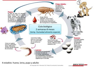 Ciclo biológico
                                   2 semanas-8 meses
                             (temp. Humedad alimento especie)




4 estadios: huevo, larva, pupa y adulto
 
