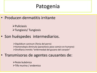Patogenia
• Producen dermatitis irritante
      Puliciasis
      Tungiasis/ Tungiosis

• Son huéspedes intermediarios.
      Dipylidium caninum (Tenia del perro)
      Hymenolepis diminuta (parasitosis poco común en humano)
      Dirofilaria immitis “enfermedad del gusano del corazón”

• Transmisoras de agentes causantes de:
      Peste bubónica
      Tifo murino / endemico
 