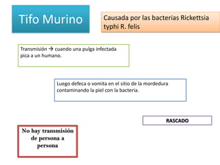 Tifo Murino                        Causada por las bacterias Rickettsia
                                   typhi R. felis

Transmisión  cuando una pulga infectada
pica a un humano.




               Luego defeca o vomita en el sitio de la mordedura
               contaminando la piel con la bacteria.




                                                               RASCADO
No hay transmisión
   de persona a
     persona
 