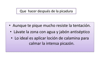 Que hacer después de la picadura


• Aunque te pique mucho resiste la tentación.
 • Lávate la zona con agua y jabón antiséptico
  • Lo ideal es aplicar loción de calamina para
             calmar la intensa picazón.
 
