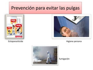 Prevención para evitar las pulgas




Ectoparasiticida                Higiene persona




                          fumigación
 