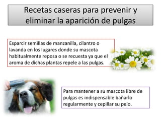 Recetas caseras para prevenir y
      eliminar la aparición de pulgas

Esparcir semillas de manzanilla, cilantro o
lavanda en los lugares donde su mascota
habitualmente reposa o se recuesta ya que el
aroma de dichas plantas repele a las pulgas.




                        Para mantener a su mascota libre de
                        pulgas es indispensable bañarlo
                        regularmente y cepillar su pelo.
 
