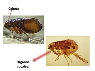 Cabeza




    Órganos
    bucales.
 