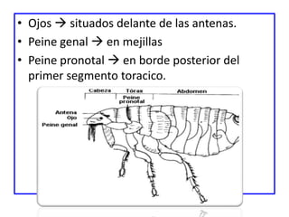 • Ojos  situados delante de las antenas.
• Peine genal  en mejillas
• Peine pronotal  en borde posterior del
  primer segmento toracico.
 
