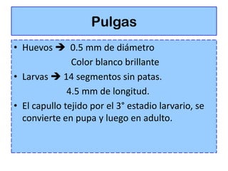 Pulgas
• Huevos  0.5 mm de diámetro
               Color blanco brillante
• Larvas  14 segmentos sin patas.
              4.5 mm de longitud.
• El capullo tejido por el 3° estadio larvario, se
  convierte en pupa y luego en adulto.
 