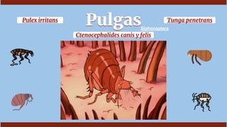 Pulgas
Pulgas
Ctenocephalides canis y felis
Pulex irritans Tunga penetrans
Siphonaptera
 