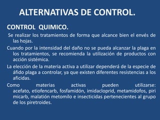ALTERNATIVAS DE CONTROL.CONTROL  QUIMICO. Se realizar los tratamientos de forma que alcance bien el envés de las hojas. Cuando por la intensidad del daño no se pueda alcanzar la plaga en los tratamientos, se recomienda la utilización de productos con acción sistémica. La elección de la materia activa a utilizar dependerá de la especie de áfido plaga a controlar, ya que existen diferentes resistencias a los aficidas. Como materias activas pueden utilizarse: acefato, etiofencarb, fosfamidón, imidacloprid, metamidofos, pirimicarb, malatiónmetomilo e insecticidas pertenecientes al grupo de los piretroides. 