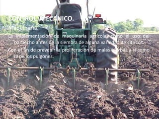 CONTROL  MECANICO.Maquinaria.La implementación de maquinaria agrícola, como el uso del barbecho antes de la siembra de alguna variedad de citricos.Con el fin de prevenir la proliferación de malas hierbas a si como la de los pulgones.