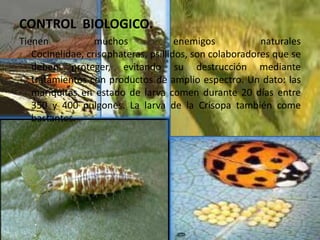 CONTROL  BIOLOGICO.TienenmuchosenemigosnaturalesCocinelidae, crisophateras, psillidos, son colaboradoresque se debenproteger, evitandosudestrucciónmediantetratamientos con productos de amplioespectro. Un dato: lasmariquitas en estado de larva comendurante 20 días entre 350 y 400 pulgones. La larva de la Crisopatambién come bastantes.
