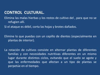 CONTROL  CULTURAL.Eliminalasmalashierbas y los restos de cultivo del , paraque no se refugienallí. Si el ataqueesdébil, cortalashojas y brotesdañados.Elimine lo quepuedas con un cepillo de dientes (especialmente en plantas de interior).La rotación de cultivos consiste en alternar plantas de diferentes  familias y con necesidades nutritivas diferentes en un mismo lugar durante distintos ciclos, evitando que el suelo se agote y que las enfermedades que afectan a un tipo de plantas se perpetúe en el tiempo.