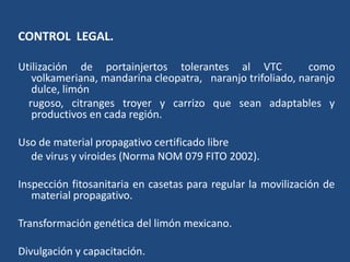 CONTROL  LEGAL.Utilización de portainjertos tolerantes al VTCcomovolkameriana, mandarinacleopatra, naranjo trifoliado, naranjodulce, limón    rugoso, citrangestroyer y carrizo que sean adaptables y productivos en cada región.Uso de material propagativocertificadolibre     de virus y viroides (Norma NOM 079 FITO 2002).Inspección fitosanitaria en casetas para regular la movilización de material propagativo.Transformación genética del limón mexicano.Divulgación y capacitación.