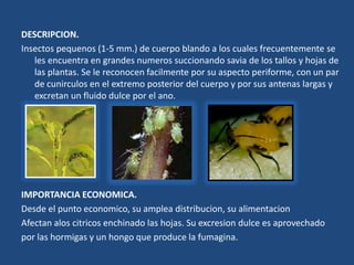 DESCRIPCION.Insectospequenos (1-5 mm.) de cuerpoblando a los cualesfrecuentemente se les encuentra en grandesnumerossuccionandosavia de los tallos y hojas de lasplantas. Se le reconocenfacilmenteporsuaspectoperiforme, con un par de cunirculos en el extremo posterior del cuerpo y porsusantenaslargas y excretan un fluidodulcepor el ano.IMPORTANCIA ECONOMICA.Desde el puntoeconomico, suampleadistribucion, sualimentacionAfectanaloscitricosenchinadolashojas. Su excresiondulceesaprovechadoporlashormigas y un hongoque produce la fumagina.