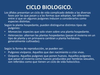 CICLO BIOLOGICO.Los áfidospresentan un ciclo de vidacomplicadodebido a lasdiversasfasesporlasquepasan y a lasformasqueadoptan, tan diferentes entre síque en algunospulgonesinducen a considerarloscomoespeciesdistintas.Según la plantahospedante, puedendistinguirsedistintostipos de pulgones:Monoecias: especiesque solo vivensobreunaplantahospedante. Heteroecias: alternanlasplantashospedantes (pasan el invierno en un tipo de planta y en primavera cambian a plantaherbáceas, generalmentecultivadas). Según la forma de reproducción, se pueden ser:Pulgonesvivíparos. Aquellosquedannacimiento a críasvivas. Ovíparos. Aquellospulgonesqueponenhuevos. Aquellospulgonesquepasan el inviernocomohuevosproducidosporhembrassexuales, son referidoscomoquetienen un ciclo de vidaholocíclico. 