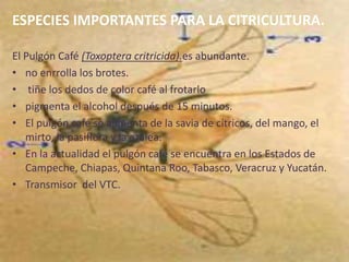 ESPECIES IMPORTANTES PARA LA CITRICULTURA.El Pulgón Café (Toxopteracritricida).es abundante.no enrrolla los brotes. tiñe los dedos de color café al frotarlo pigmenta el alcohol después de 15 minutos.El pulgón café se alimenta de la savia de cítricos, del mango, el mirto, la pasiflora y la azalea.En la actualidad el pulgón café se encuentra en los Estados de Campeche, Chiapas, Quintana Roo, Tabasco, Veracruz y Yucatán.Transmisor  del VTC.