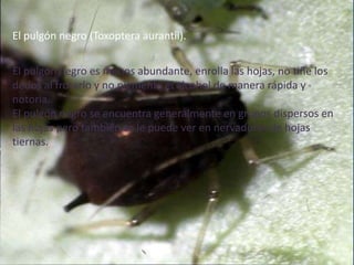 El pulgón negro (Toxopteraaurantii).El pulgón negro es menos abundante, enrolla las hojas, no tiñe los dedos al frotarlo y no pigmenta el alcohol de manera rápida y notoria.El pulgón negro se encuentra generalmente en grupos dispersos en las hojas pero también se le puede ver en nervaduras de hojas tiernas.