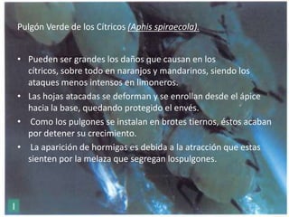 Pulgón Verde de los Cítricos (Aphisspiraecola).Pueden ser grandes los daños que causan en los cítricos, sobre todo en naranjos y mandarinos, siendo los ataques menos intensos en limoneros.Las hojas atacadas se deforman y se enrollan desde el ápice hacia la base, quedando protegido el envés. Como los pulgones se instalan en brotes tiernos, éstos acaban por detener su crecimiento. La aparición de hormigas es debida a la atracción que estas sienten por la melaza que segregan lospulgones.