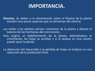 IMPORTANCIA.Directos. Se deben a la alimentaciónsobre el floema de la planta (existenmuypocasespeciesque se alimentan del xilema). Las ninfas y los adultosextraennutrientes de la planta y alteran el balance de lashormonas del crecimiento.Estoorigina un debilitamiento de la planta, deteniéndose el crecimiento, lashojas se arrollan y si el ataqueesmuyseveropuedesecar la planta. La detención del desarrollo o la pérdida de hojas se traduce en unareducción de la producción final.