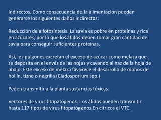 Indirectos. Como consecuencia de la alimentación pueden generarse los siguientes daños indirectos: Reducción de a fotosíntesis. La savia es pobre en proteínas y rica en azúcares, por lo que los áfidos deben tomar gran cantidad de savia para conseguir suficientes proteínas.Así, los pulgones excretan el exceso de azúcar como melaza que se deposita en el envés de las hojas y cayendo al haz de la hoja de abajo. Este exceso de melaza favorece el desarrollo de mohos de hollín, tizne o negrilla (Cladosporium spp.)Peden transmitir a la planta sustancias tóxicas. Vectores de virus fitopatógenos. Los áfidos pueden transmitir hasta 117 tipos de virus fitopatógenos.Encitricos el VTC.
