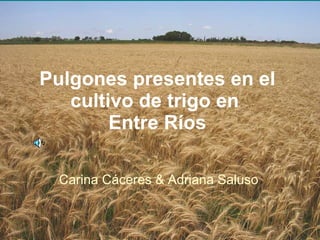 Pulgones presentes en el cultivo de trigo en  Entre Ríos Carina Cáceres & Adriana Saluso 