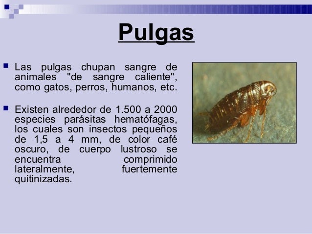 Como librarse de las lombrices al pájaro