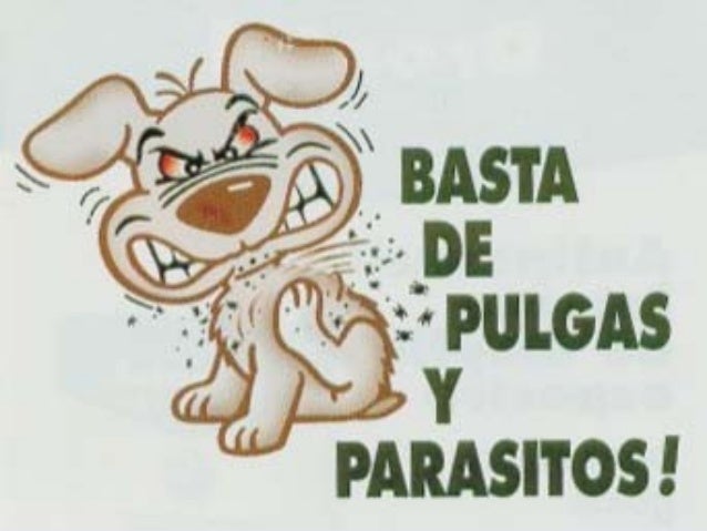 Pulicosis 131029210035phpapp01