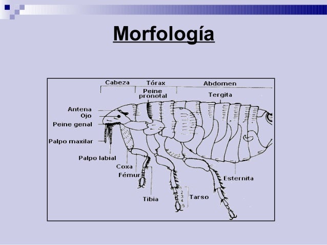 Resultado de imagen para Pulex spp morfologia