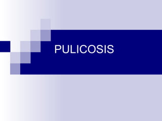 PULICOSIS

 