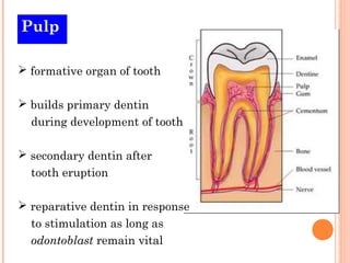Pulp

 formative organ of tooth

 builds primary dentin
  during development of tooth

 secondary dentin after
  tooth eruption

 reparative dentin in response
  to stimulation as long as
  odontoblast remain vital
 