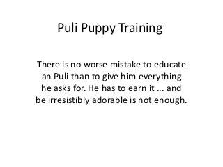 Puli Puppy Training

There is no worse mistake to educate
 an Puli than to give him everything
 he asks for. He has to earn it ... and
be irresistibly adorable is not enough.
 
