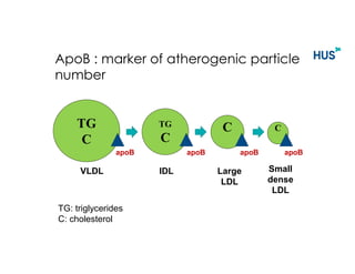 TG
C
C C
TG
C
VLDL IDL Small
dense
LDL
Large
LDL
apoB apoB apoB apoB
ApoB : marker of atherogenic particle
number
TG: trig...
