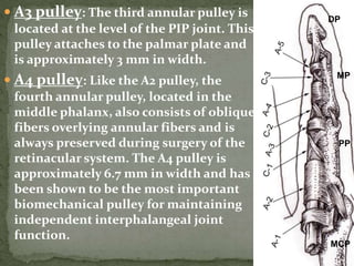 PULLEYS OF HAND. PPT..pptx