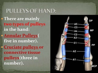 PULLEYS OF HAND. PPT..pptx