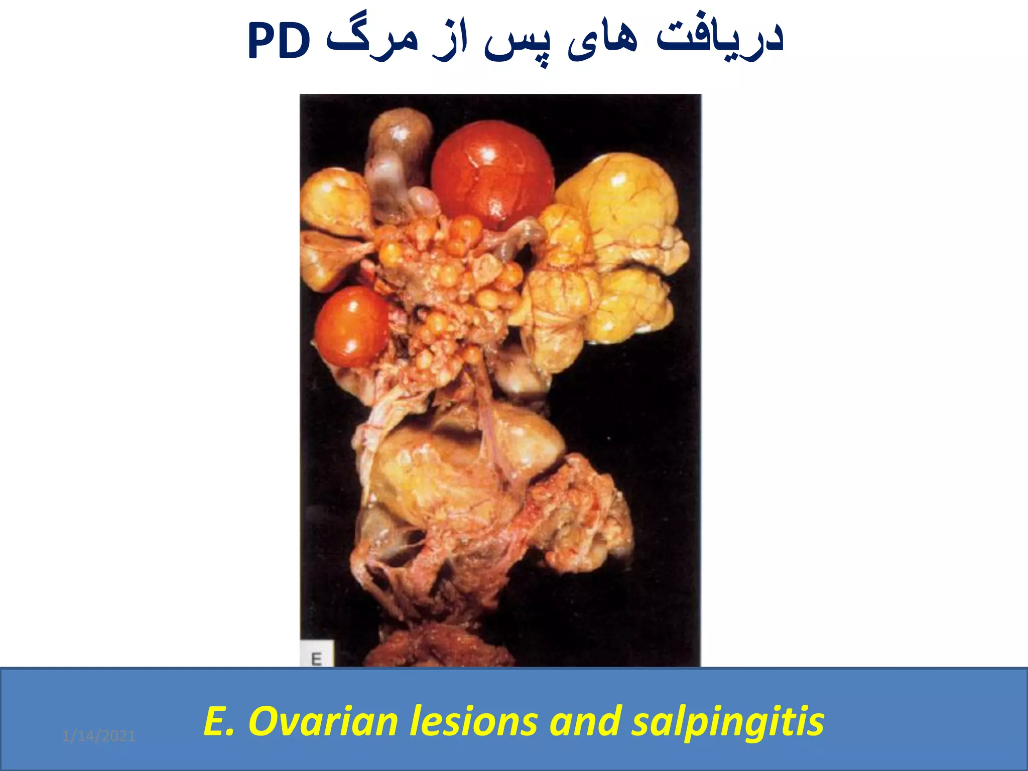 Pullorum disease | PDF