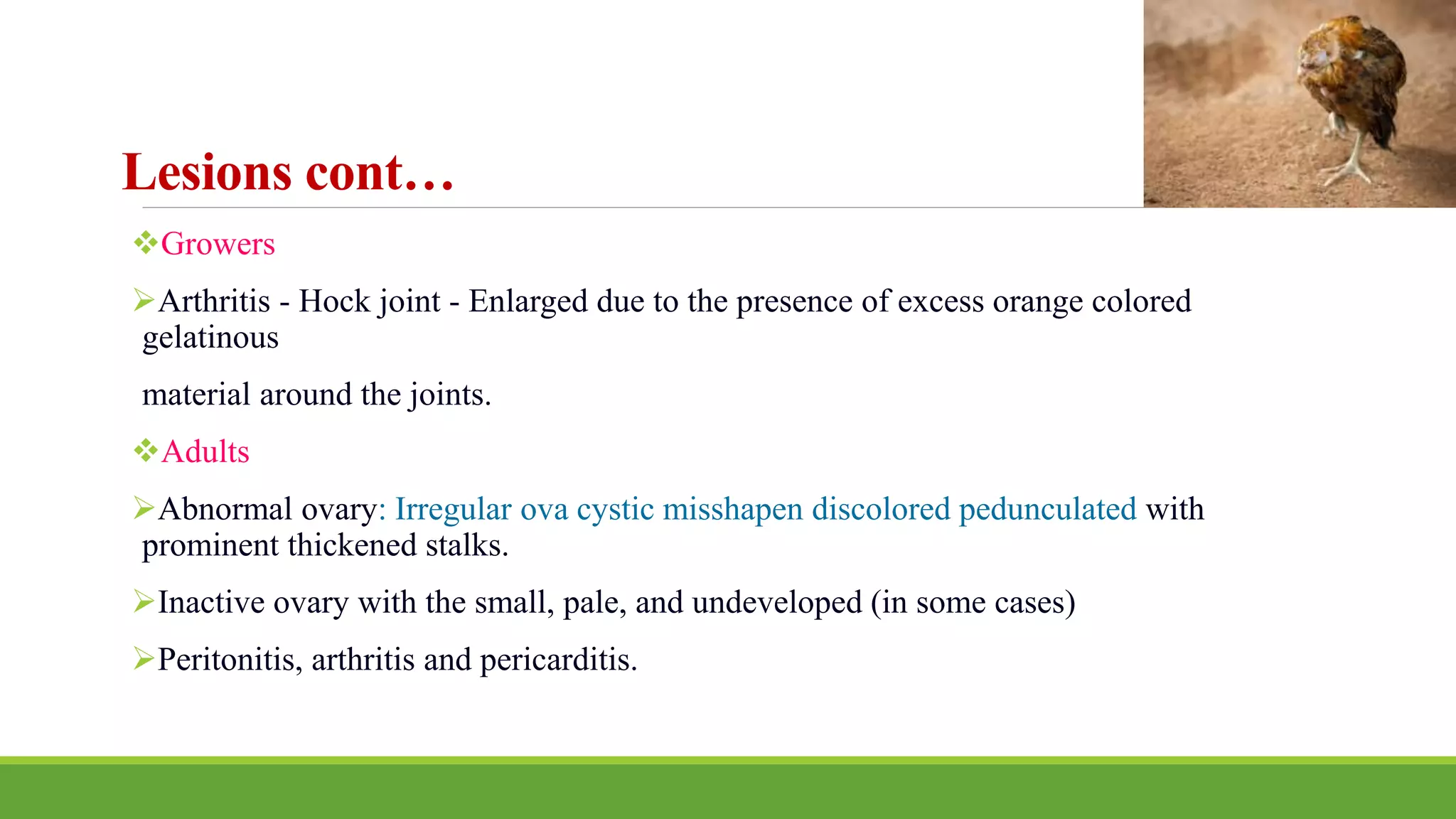 Pullorum Disease. | PPTX