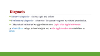Diagnosis
Tentative diagnosis - History, signs and lesions
Confirmatory diagnosis - Isolation of the causative agents by cultural examination.
 Detection of antibodies by agglutination tests (rapid slide agglutination test
on whole blood using a stained antigen, and a tube agglutination test carried out on
serum)
 