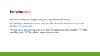 Introduction:
Pullorum disease is a highly contagious, egg-transmitted disease.
It is mainly a blood infection of chickens. The disease is characterized by white
diarrhea in young chicks.
Young chicks and turkey poults (Less than 4 weeks) commonly affected- very high
mortality (up to 100%) ; adults - asymptomatic carriers.
 