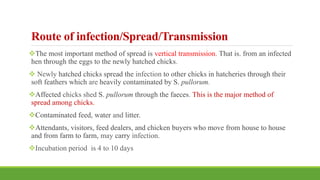 Route of infection/Spread/Transmission
The most important method of spread is vertical transmission. That is. from an infected
hen through the eggs to the newly hatched chicks.
 Newly hatched chicks spread the infection to other chicks in hatcheries through their
soft feathers which are heavily contaminated by S. pullorum.
Affected chicks shed S. pullorum through the faeces. This is the major method of
spread among chicks.
Contaminated feed, water and litter.
Attendants, visitors, feed dealers, and chicken buyers who move from house to house
and from farm to farm, may carry infection.
Incubation period is 4 to 10 days
 