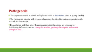 Pathogenesis
The organisms enters in blood, multiply and leads to bacteremia.(fatal in young chicks)
The bacteremia subside with organism becoming localized in various organs in which
necrotic foci are setup .
Exacerbation and flare up of disease occurs when the animal are exposed to
debilitating influencers such a change in weather, prolonged transport, and sudden
change in feed.
 