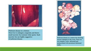 Pullorum disease in a chicken.
Note liver is enlarged, congested, and shows
small necrotic foci (minute white spots). Such
necrotic foci are highly suggestive
of pullorum disease.
Pullorum disease in a mature hen showing
lesions (changes) in the ovary. Note ova
are irregular. cystic. deformed and
pedunculated with prominent thickened
stalks.
 